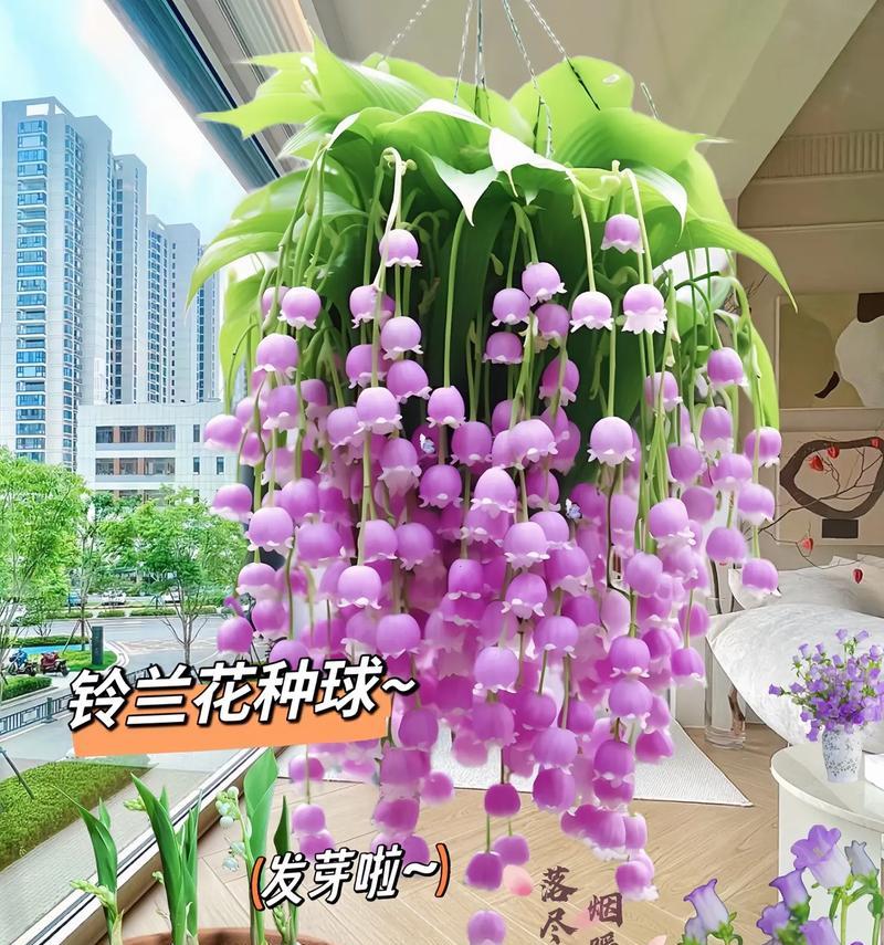 碧泉铃兰的花语是什么？它有什么特别的含义？