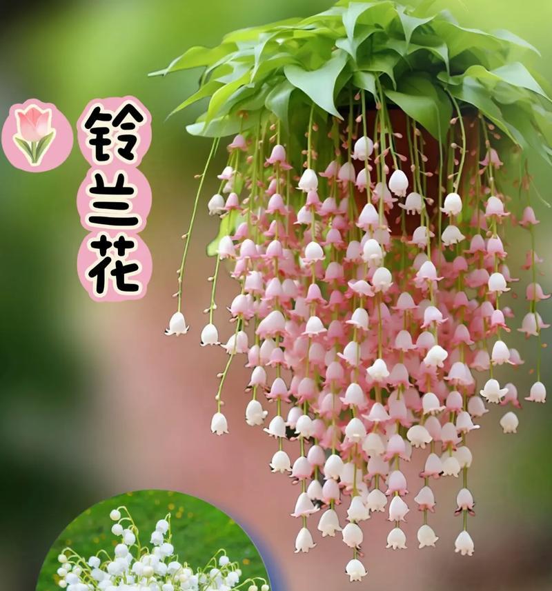 碧泉铃兰的花语是什么？它有什么特别的含义？