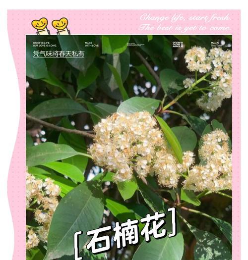 各种石兰花花语有哪些？它们分别代表什么？