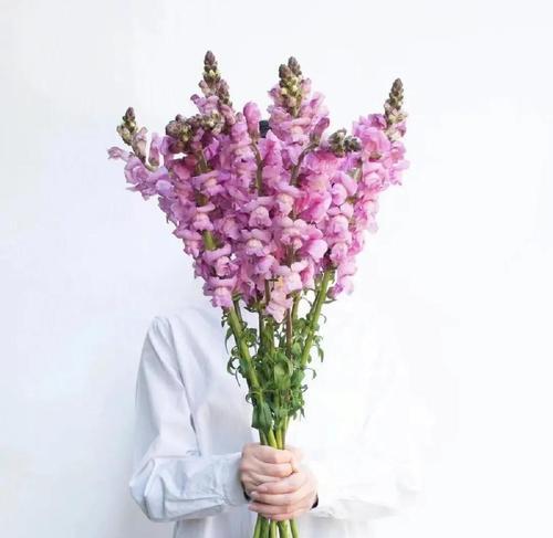 奇异金鱼草花语是什么？它有什么特别的含义？