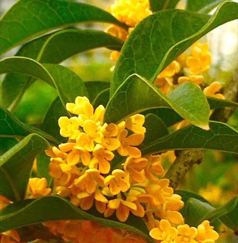 花语是怀念的树有哪些？它们分别象征着什么？