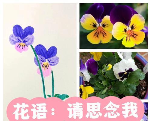 花语是怀念的树有哪些？它们分别象征着什么？