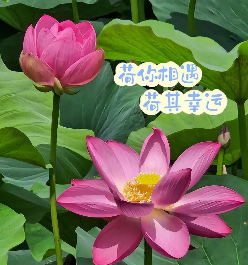 国庆看荷花花语是什么？它在节日中代表什么？