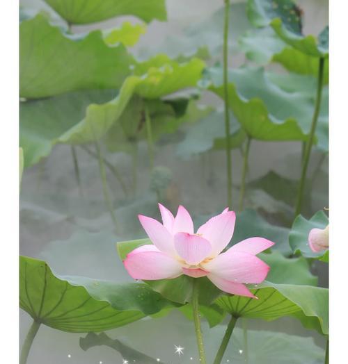 国庆看荷花花语是什么？它在节日中代表什么？