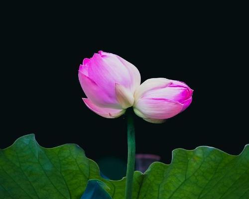 国庆看荷花花语是什么？它在节日中代表什么？