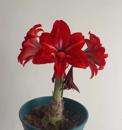 花语是惊喜的花有哪些？它们分别象征着什么？