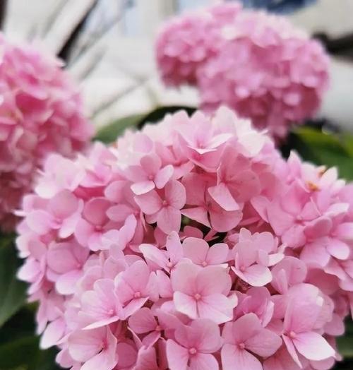 花语是惊喜的花有哪些？它们分别象征着什么？