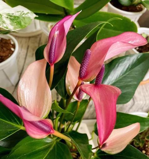 粉掌花的花语是什么？如何养殖？