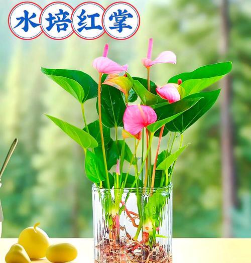 粉掌花的花语是什么？如何养殖？