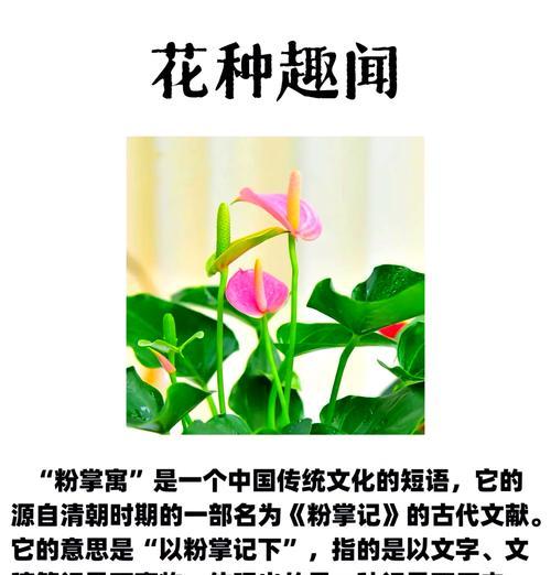 粉掌花的花语是什么？如何养殖？