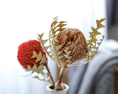 非洲斑克木的花语是什么？非洲斑克木的养殖方法？