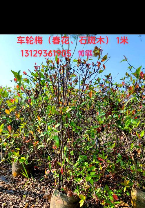 非洲斑克木的花语是什么？非洲斑克木的养殖方法？