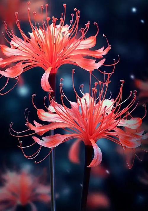 彼岸花的花语是什么？佛教中彼岸花的含义？