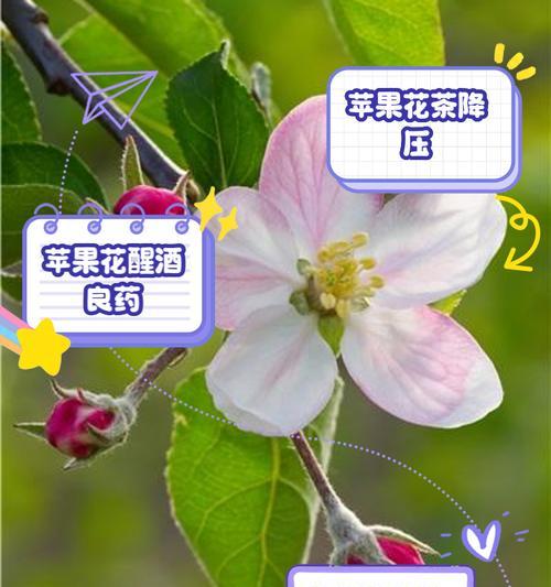 什么花的花语是鲜血？鲜血的花有什么特点？