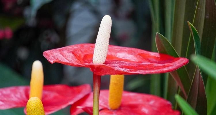 粉掌花语是什么？粉掌花的养殖技巧？