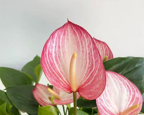 粉掌花语是什么？粉掌花的养殖技巧？