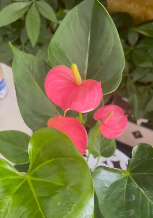 粉掌花语是什么？粉掌花的养殖技巧？
