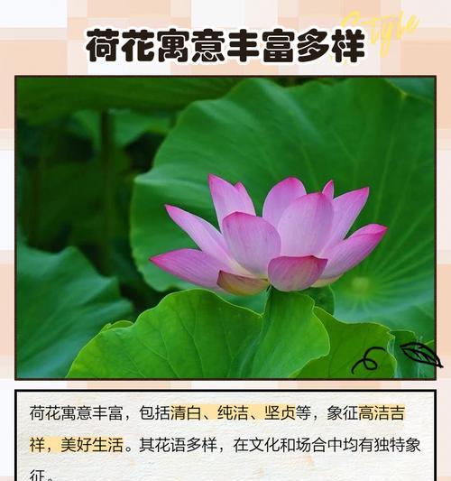 夏季荷花的花语是什么？夏季荷花的养殖方法？