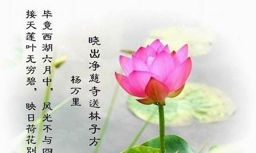 夏季荷花的花语是什么？夏季荷花的养殖方法？