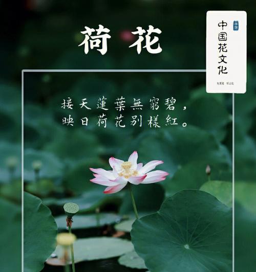 夏季荷花的花语是什么？夏季荷花的养殖方法？