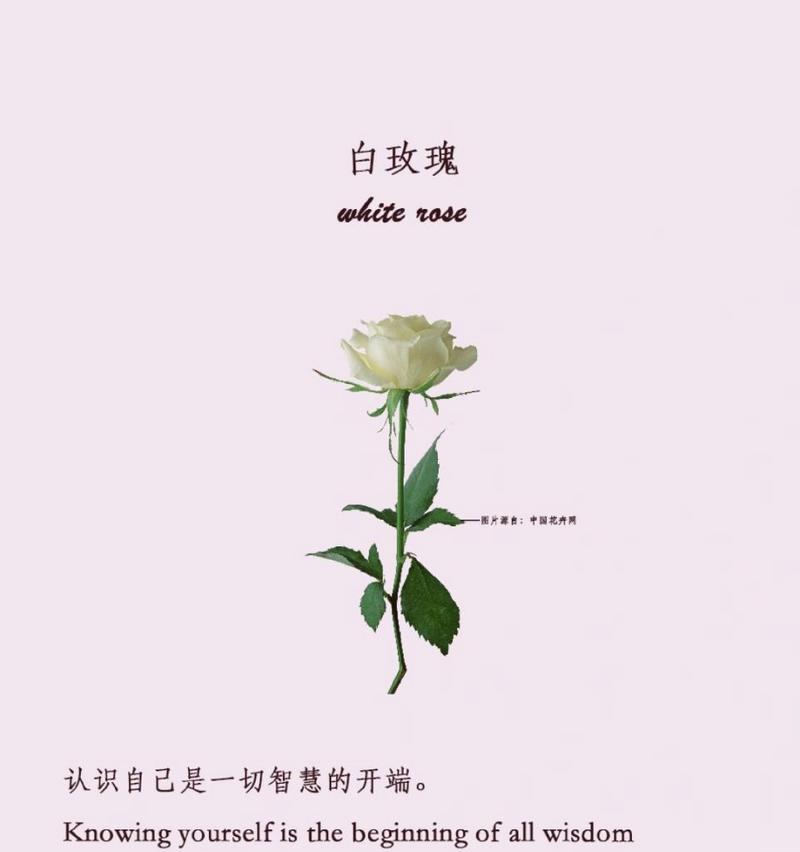 绿白玫瑰的花语是什么？绿白玫瑰的养殖技巧？