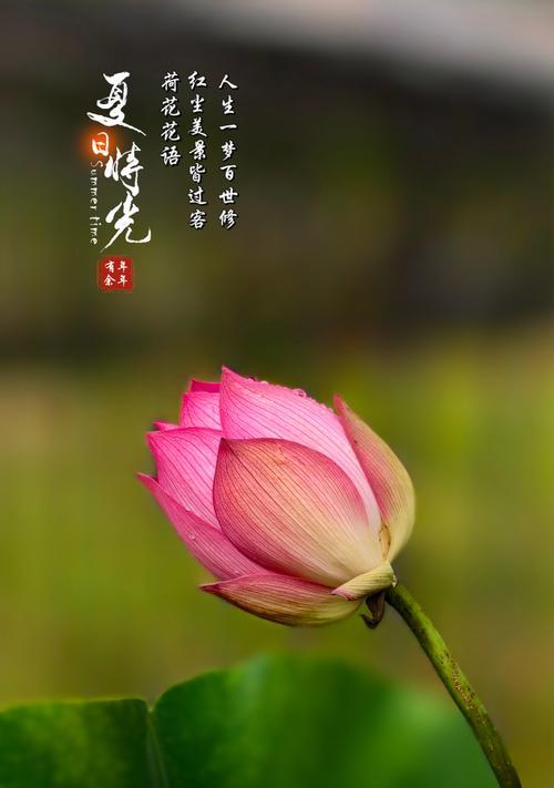 荷花的花语是什么？荷花的传说有哪些？