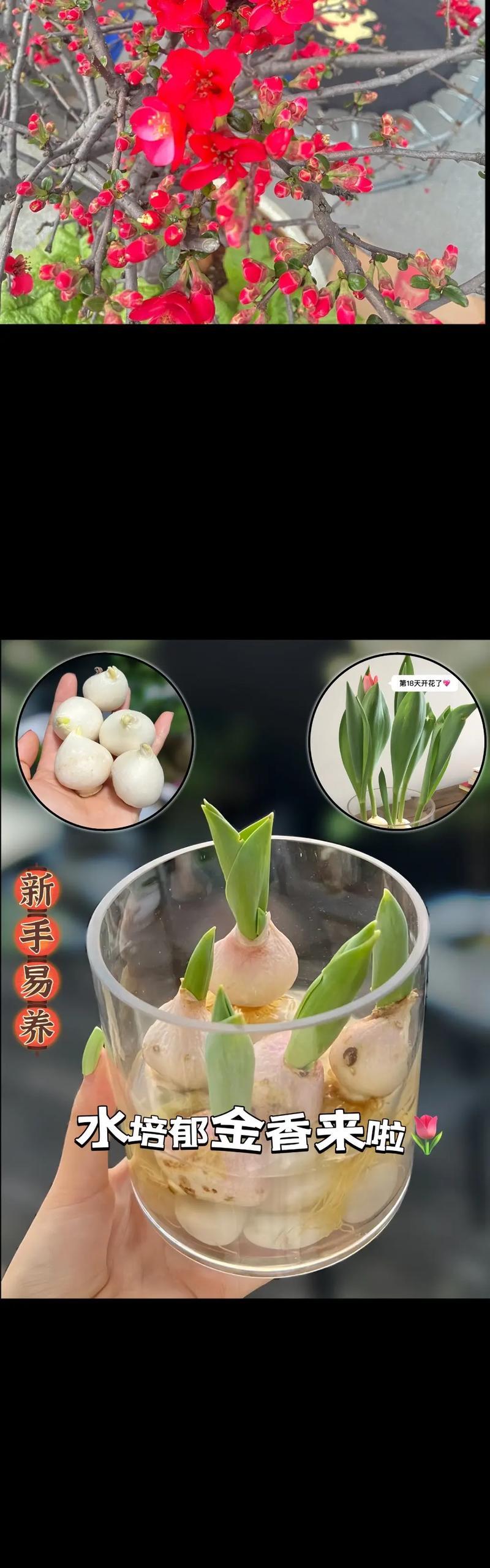 棕黄郁金香的花语是什么？棕黄郁金香的养殖方法？