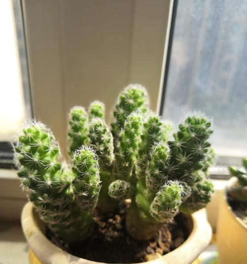 银手指的花语是什么？银手指的养殖技巧？