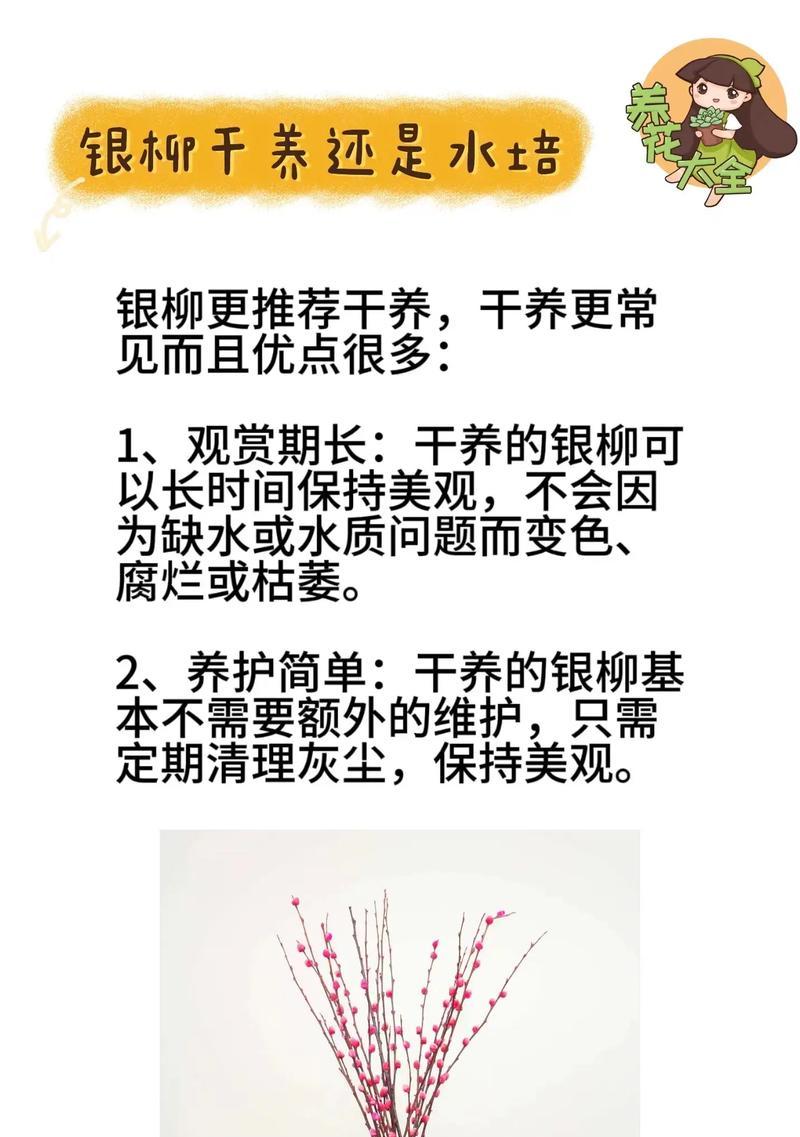 银手指的花语是什么？银手指的养殖技巧？