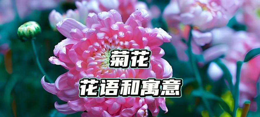 黄粉色菊花的花语是什么？黄粉色菊花的养殖方法？