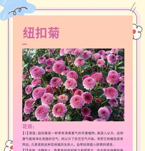 黄粉色菊花的花语是什么？黄粉色菊花的养殖方法？