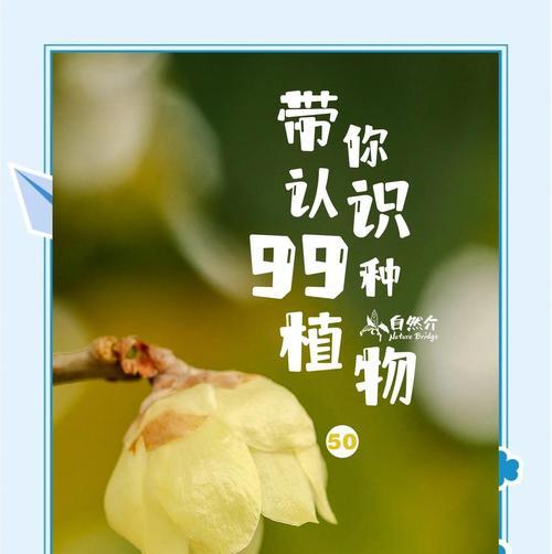 蜡梅的花语是什么？蜡梅的养殖技巧？