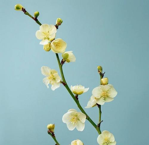 蜡梅的花语是什么？蜡梅的养殖技巧？