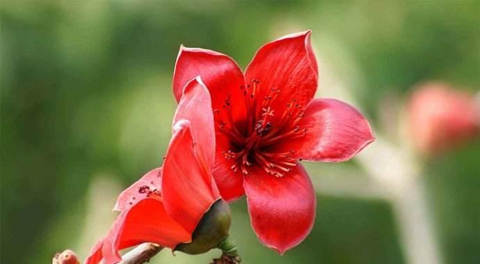 木棉花的花语是什么？木棉花的测试方法有哪些？