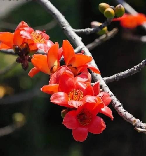 木棉花的花语是什么？木棉花的测试方法有哪些？