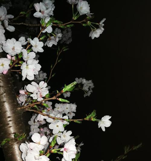 樱花之恋的花语是什么？樱花之恋的传说有哪些？
