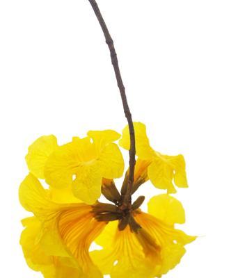 樱花之恋的花语是什么？樱花之恋的传说有哪些？