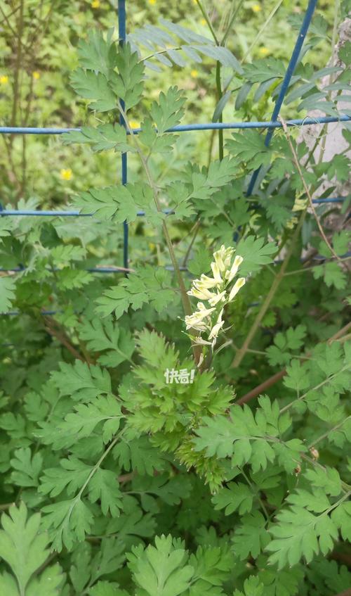 断肠草的花语是什么？断肠草的故事有哪些？