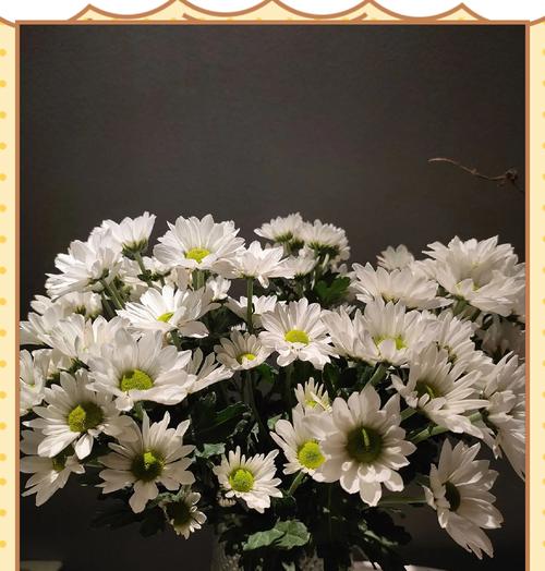 小雏菊花语早安代表什么？早晨送花的寓意有哪些？