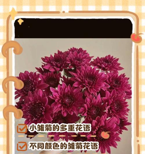 小雏菊花语早安代表什么？早晨送花的寓意有哪些？