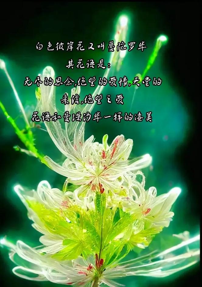 白色花朵的花语和寓意是什么？为何白色象征纯洁？