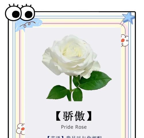 白色花朵的花语和寓意是什么？为何白色象征纯洁？