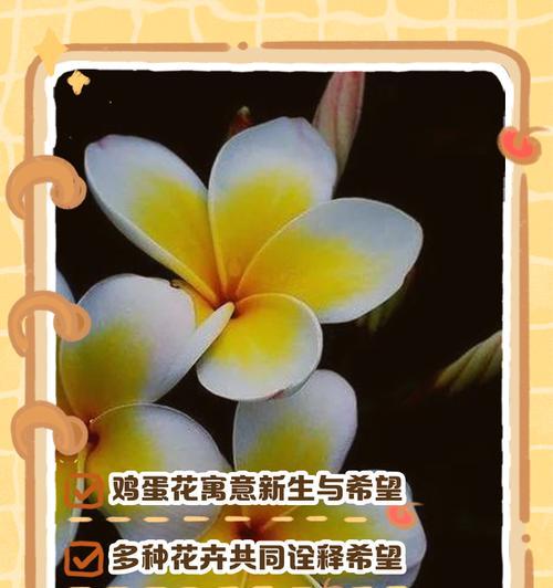 蔷薇七姐妹花语有哪些？如何用七姐妹花表达情感？