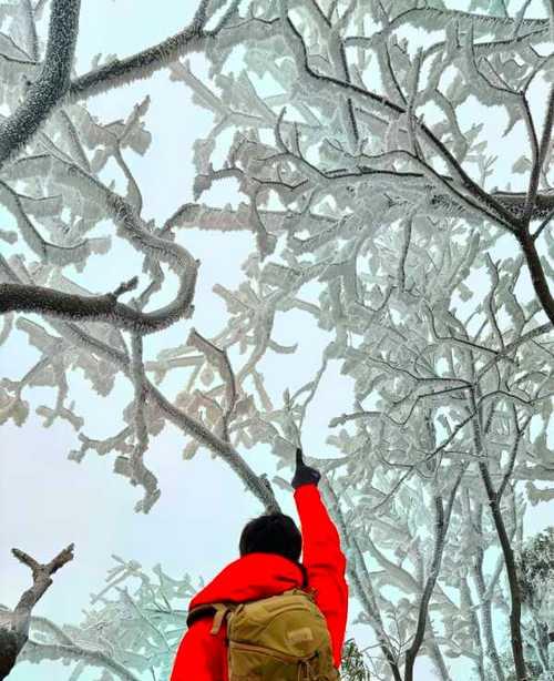 雾松花语是什么意思？雾松在花语中代表什么？