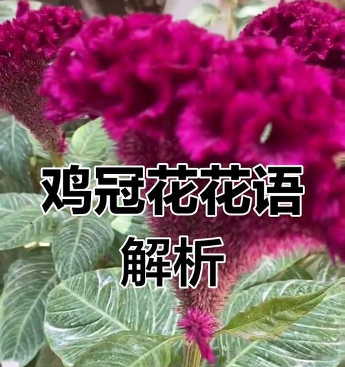 白色鸡冠花花语代表什么？鸡冠花的寓意有哪些？
