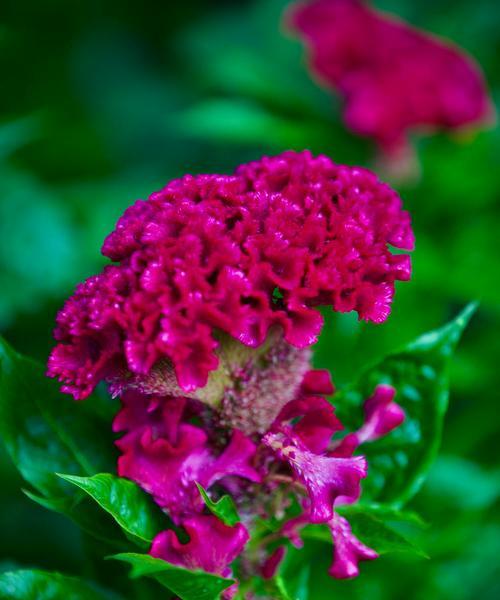 白色鸡冠花花语代表什么？鸡冠花的寓意有哪些？