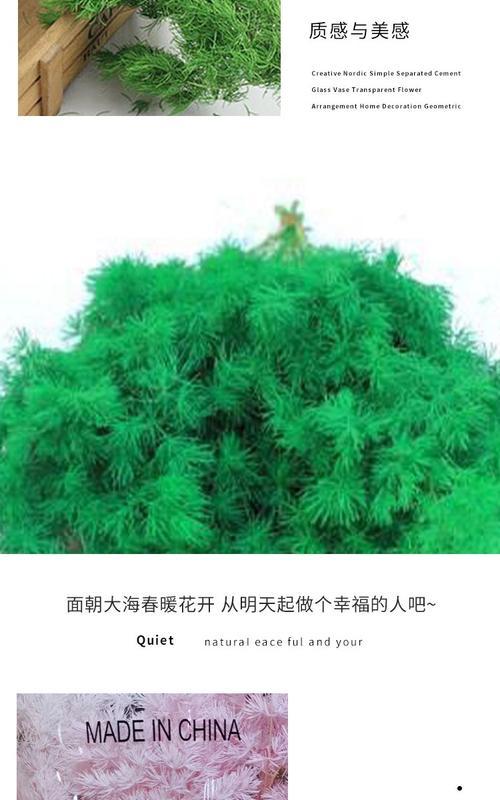 蓬莱松干花花语是什么？干花的寓意与新鲜花有何不同？