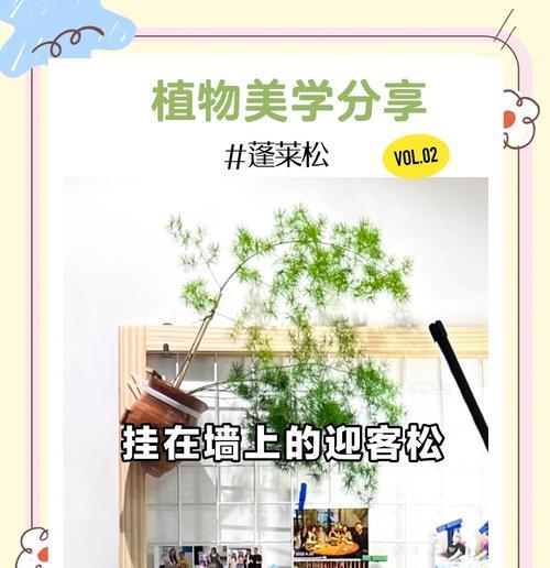 蓬莱松干花花语是什么？干花的寓意与新鲜花有何不同？