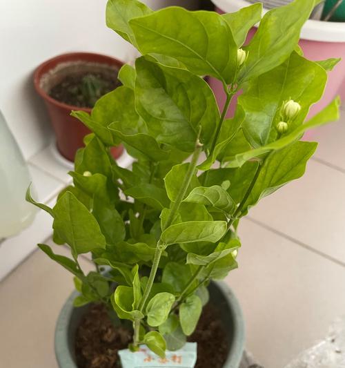 米兰花花语传说有哪些？米兰花的寓意是什么？