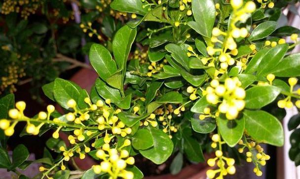 米兰花花语传说有哪些？米兰花的寓意是什么？